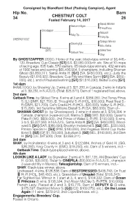 CHESTNUT COLT Barn 26 Hip No. 34