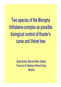 Two Species of the Mompha Trithalama-Complex As Possible Biological Control of Koster's Curse and Velvet Tree
