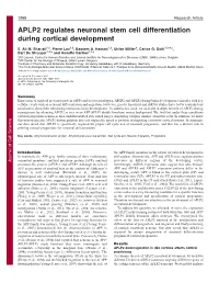 APLP2 Regulates Neuronal Stem Cell Differentiation During Cortical