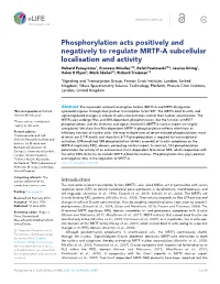 Phosphorylation Acts Positively And