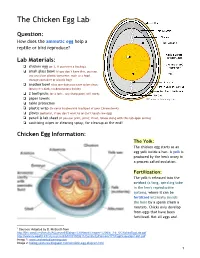 The Chicken Egg Lab 1