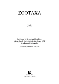 Zootaxa, Architectonicidae