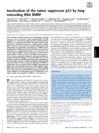 Inactivation of the Tumor Suppressor P53 by Long Noncoding RNA RMRP