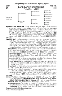 DARK BAY OR BROWN COLT Barn 27 Hip No