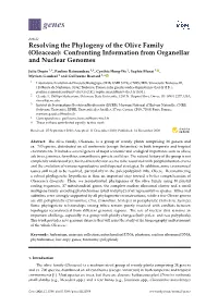 Resolving the Phylogeny of the Olive Family (Oleaceae): Confronting Information from Organellar and Nuclear Genomes