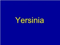 Yersinia YERSINIA Sp