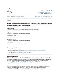 White Adipose Remodeling During Browning in Mice Involves YBX1 to Drive Thermogenic Commitment