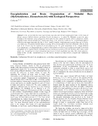 Encephalization and Brain Organization of Mobulid Rays (Myliobatiformes, Elasmobranchii) with Ecological Perspectives Csilla Ari*1,2,3