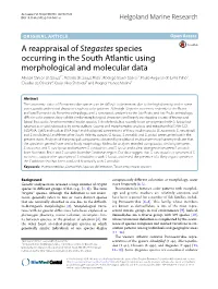 A Reappraisal of Stegastes Species Occurring in the South Atlantic Using