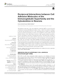 Reciprocal Interactions Between Cell Adhesion Molecules of the Immunoglobulin Superfamily and the Cytoskeleton in Neurons