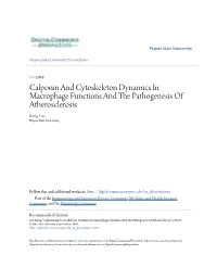 Calponin and Cytoskeleton Dynamics in Macrophage Functions and the Ap Thogenesis of Atherosclerosis Rong Liu Wayne State University