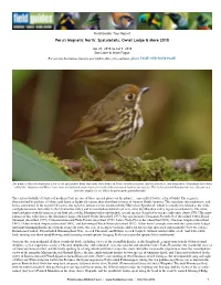 Spatuletails, Owlet Lodge & More 2018