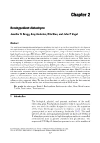 Brachypodium Distachyon Transformation Protocol