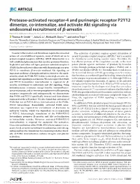 Protease-Activated Receptor-4 and Purinergic Receptor P2Y12 Dimerize, Co-Internalize, and Activate Akt Signaling Via Endosomal R