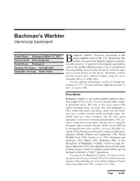 Bachman's Warbler