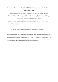 Localization of Condensin Subunit XCAP-E in Interphase Nucleus, Nucleoid and Nuclear
