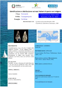 Clypeomorus Bifasciatus.Pdf