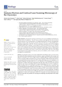 Immuno-Electron and Confocal Laser Scanning Microscopy of the Glycocalyx