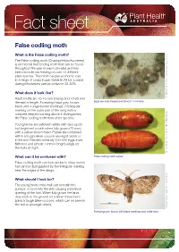 False Codling Moth