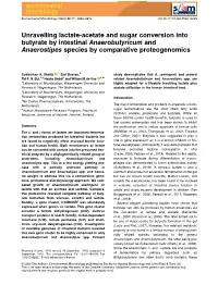 Unravelling Lactate‐Acetate and Sugar Conversion Into Butyrate By