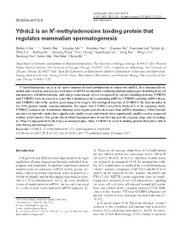 Ythdc2 Is an N6-Methyladenosine Binding Protein That Regulates Mammalian Spermatogenesis