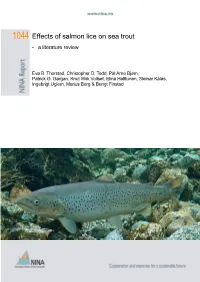 Effects of Salmon Lice on Sea Trout