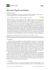 Spirochete Flagella and Motility