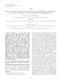Molecular Phylogeny of Zeacarpa (Ralfsiales, Phaeophyceae) Proposing a New Family Zeacarpaceae and Its Transfer to Nemodermatales1