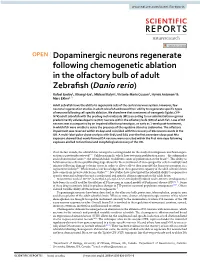 Dopaminergic Neurons Regenerate Following Chemogenetic Ablation in the Olfactory Bulb of Adult Zebrafish (Danio Rerio)