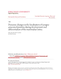 Dynamic Changes in the Localization of Synapse Associated Proteins