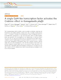A Single Gal4-Like Transcription Factor Activates the Crabtree Effect in Komagataella Phafﬁi