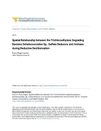 Spatial Relationship Between the Trichloroethylene Degrading Bacteria Dehalococcoides Sp., Sulfate Reducers and Archaea During Reductive Dechlorination