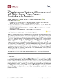 Ribes Americanum) with Distinct Genome Features Reshapes Classiﬁcation in the Tymovirales