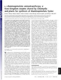 Trans-Kingdom Enzyme Shared by Chlamydia and Plants for Synthesis of Diaminopimelate͞lysine