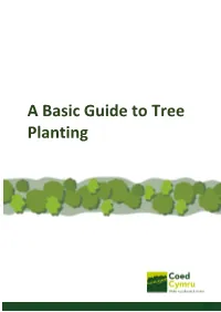 A Basic Guide to Tree Planting