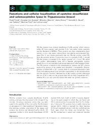 Functions and Cellular Localization of Cysteine Desulfurase And
