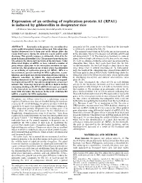 Expression of an Ortholog of Replication Protein A1 (RPA1)