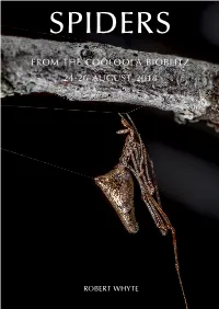 Spiders from the Coolola Bioblitz 24-26 August 2018