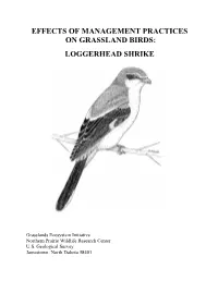 Loggerhead Shrike