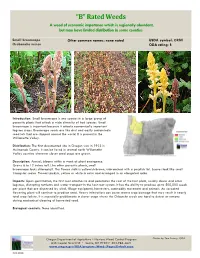 Small Broomrape Orobanche Minor