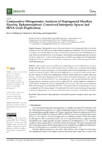 Comparative Mitogenomic Analysis of Heptageniid Mayflies