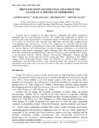 Identification of Essential Oils from the Leaves of 11 Species of Eriobotrya