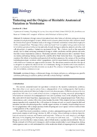 Tinkering and the Origins of Heritable Anatomical Variation in Vertebrates