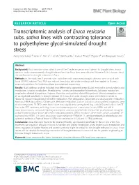 Transcriptomic Analysis of Eruca Vesicaria Subs