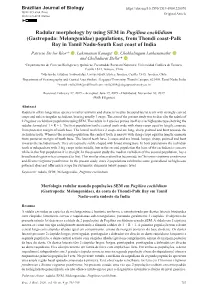 Radular Morphology by Using SEM in Pugilina Cochlidium (Gastropoda