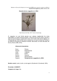 Dactyloctenium Aegyptium (L.) Wild