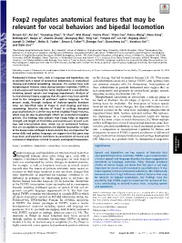 Foxp2 Regulates Anatomical Features That May Be Relevant for Vocal Behaviors and Bipedal Locomotion