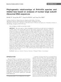 Phylogenetic Relationships of Antrodia Species and Related Taxa Based on Analyses of Nuclear Large Subunit Ribosomal DNA Sequences