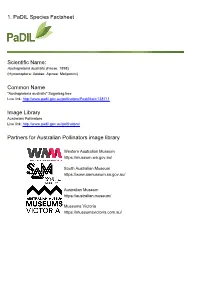 1. Padil Species Factsheet Scientific Name: Common Name Image