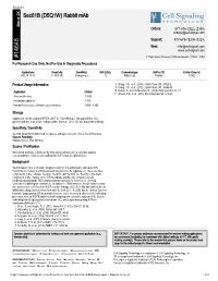 14648 Sec61b (D5Q1W) Rabbit Mab